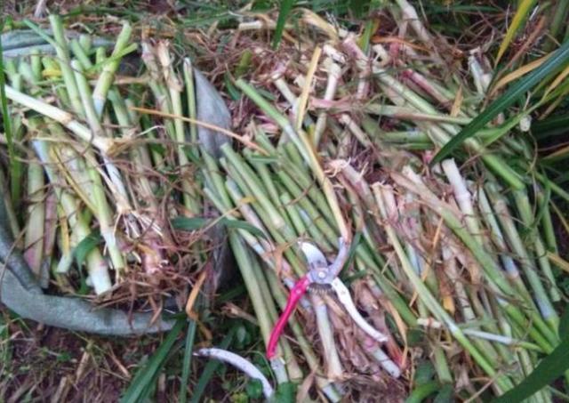  地上■亩产量可达十几吨，丢地上就能活砍掉还会继续长，却只能