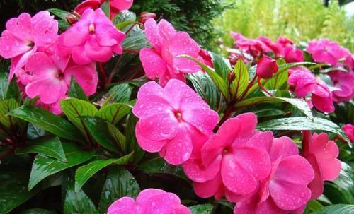 『指甲花』此花,相传为尽孝化身而来,女孩为美爱上它,花色妖艳,价值高