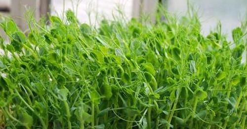  【盆栽】阳台养花太常见怎么办？就居家盆栽蔬菜，满足3点吃上健康美味