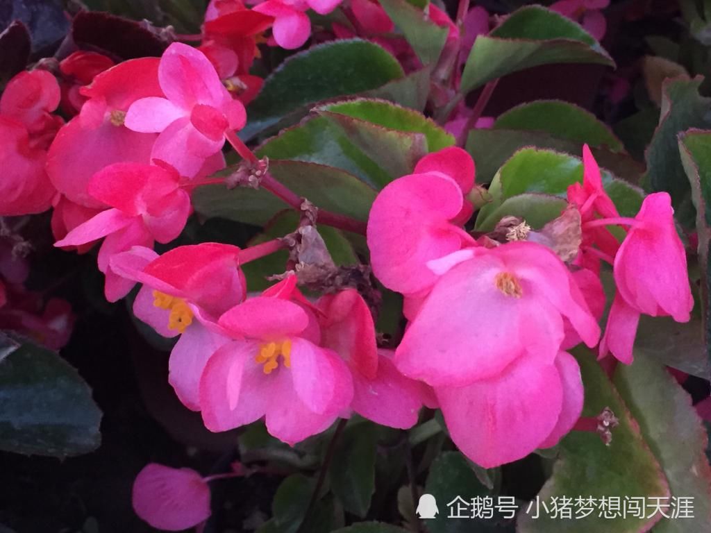  「海棠」夏天都开花的海棠——四季海棠，网友：四季海棠有毒吗？