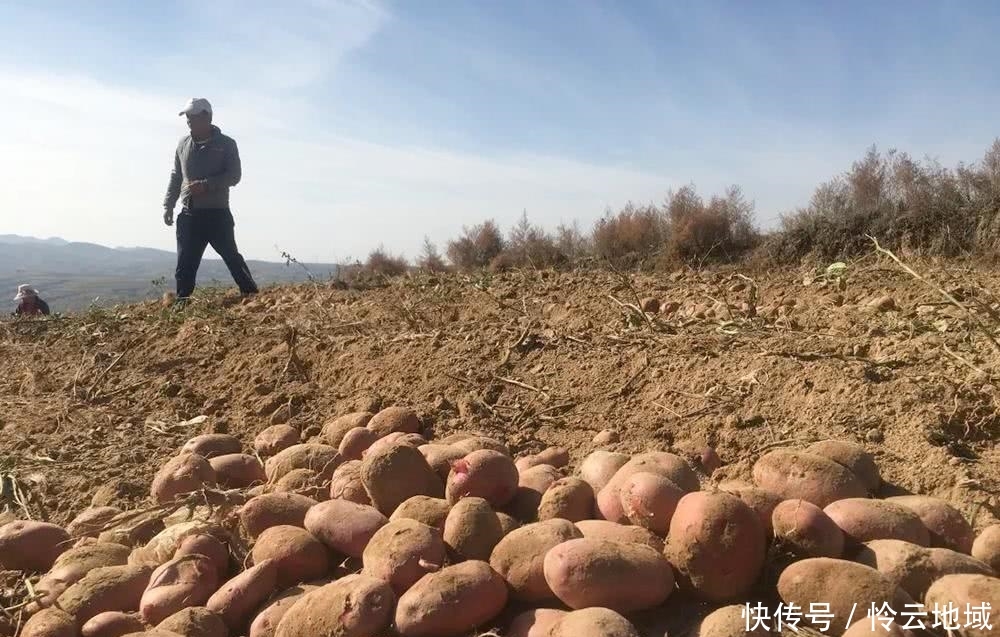  收购■天不亮就去挖，几百万斤即将烂地里，等不来收购商，农民