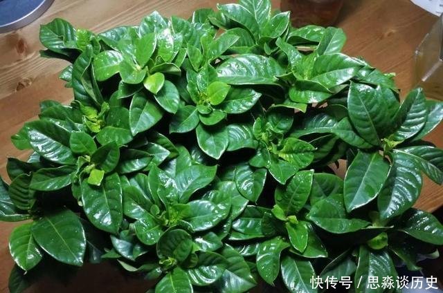 『发财树』10米长的绿萝,阳台放不下了,看看他是怎么养的吧