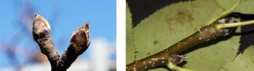  「梨树」梨树的芽有哪些类型,芽的形成过程如何?