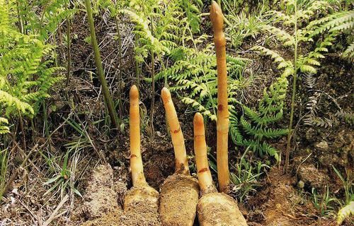  种植@山里人称“一根棍”的野草，根茎珍贵，城里1000块钱一斤买断货