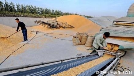  补贴@粮食补助有新变化？新增2类人领取补助，3类农民补贴将被取