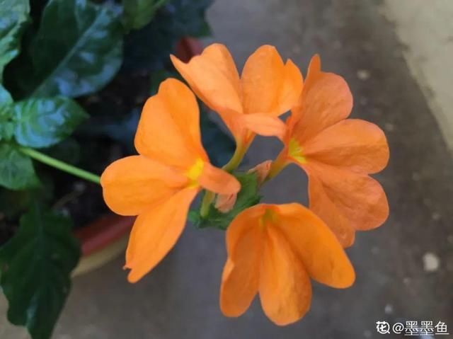  『光照』30种耐阴花，室内光照不佳，也能全年开花