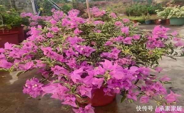 『三角梅』买到黄泥巴栽种的三角梅很闹心?大神给支招,两点就可妙手回春
