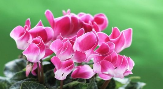  栀子花：养花很操心？5款“皮实”的花卉，花朵烂漫迷人，阳台开成小花园