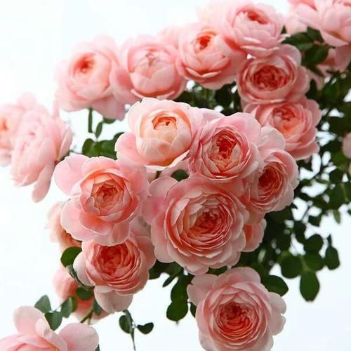  花苗■以美貌被人称奇，花苗越大花朵越美，人见人爱