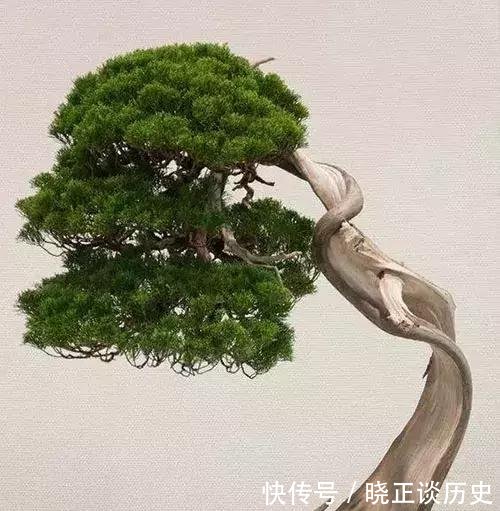#值钱#这3种盆景可以养成传家宝,再穷也要养,越老越值钱!