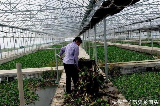  「利润」3个月可长满一亩池塘，亩利润近5千元，农民种植它有前