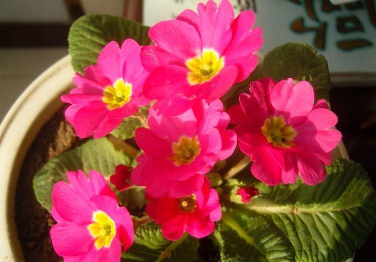 『花色』喜欢在家中养护花卉,就选5种花色绚丽多样,花期长的花卉,优雅