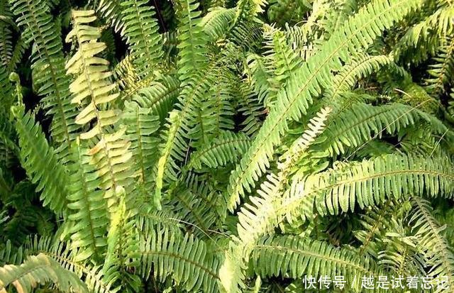 长在地里的野果，曾经漫山遍野没人吃，如今贵到吃不起！