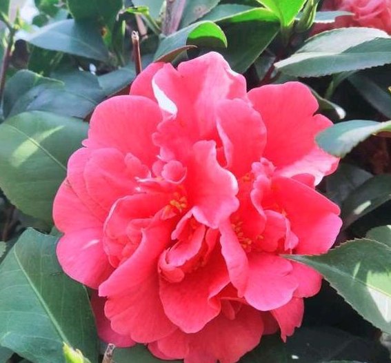  『花开花』茶花开花少？给它喂上这“2种”豆肥，长势好、开花多个不停