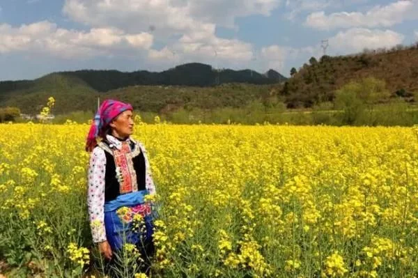 一起“云”赏花 | 安宁螳螂川:油菜花开满眼春【2020热门旅游景点】