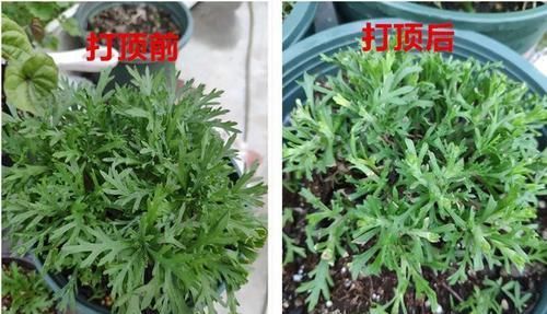  【晾衣杆】晾衣杆上挂盆它，个个开成大花球，阳台再小也能养！