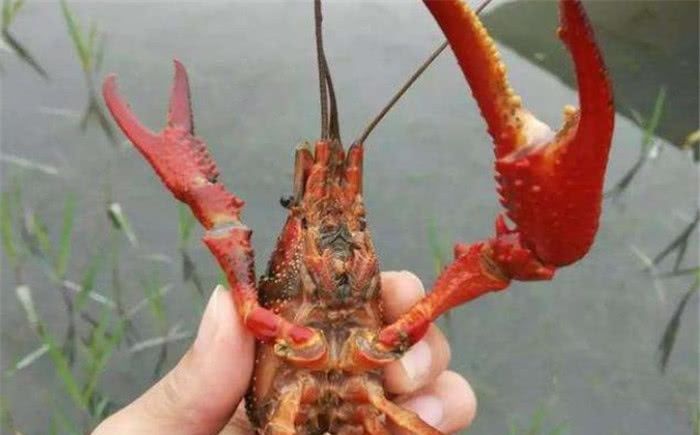  臭水沟■小龙虾能在臭水沟生存，为什么有的人养殖时，死亡率会