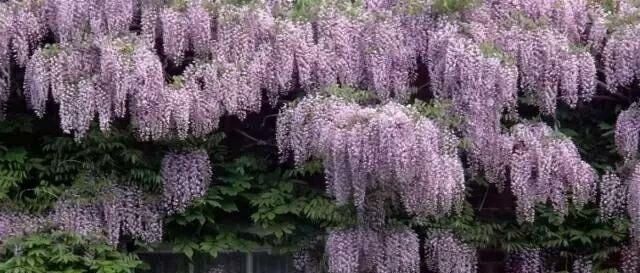  「爬藤花卉」春季此花院子里要栽2株，开花绚烂，花香不输桂花，好养易成活