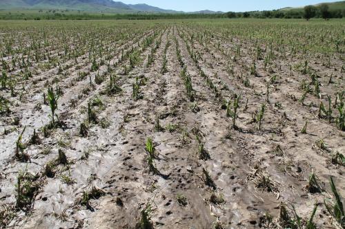 一些农村人宁愿继续穷着，也不愿靠种地和打工赚钱，这是为啥？