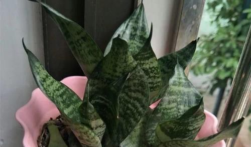  「兰属的植物」8种花其实都是多肉，旱着养才能长爆盆！