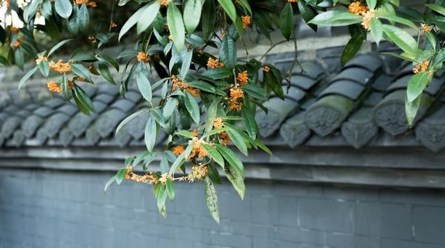  「庭院」适合农村庭院种植的树有哪些？老农：这4种树，你最好不