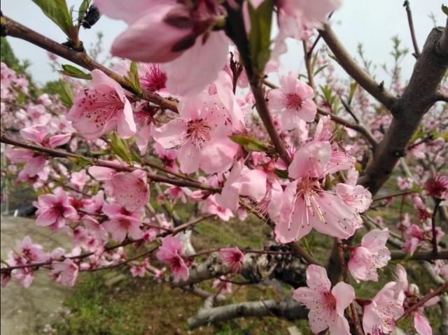  『飞花』花开花谢花飞花满天