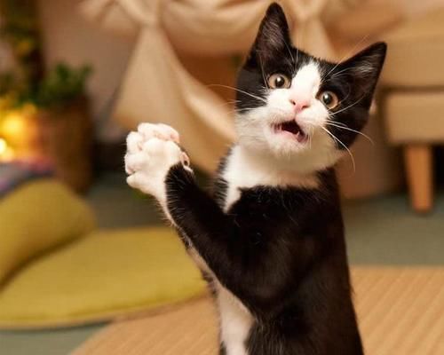 『猫肉』为什么人们都不吃猫肉?真的因为猫肉是酸的吗?其实不然
