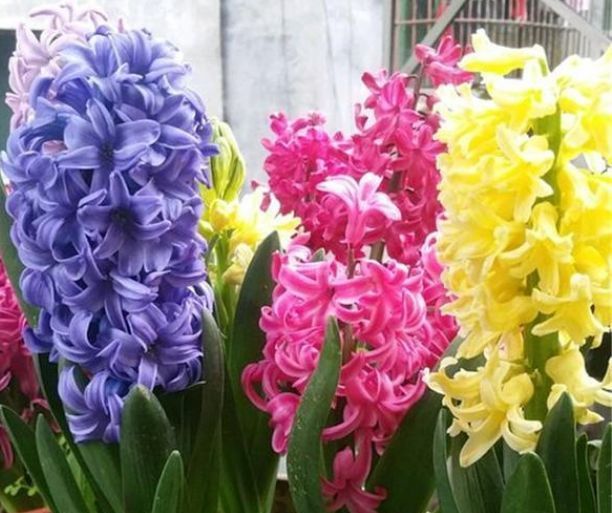 『娇艳』最受欢迎的“4种花”，花朵娇艳、花期长，开花耀眼，人见人爱！