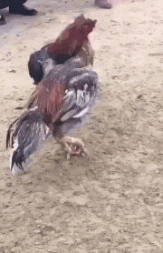  哥们@搞笑gif：哥们玩疯了，你考虑过姑娘的感受吗？