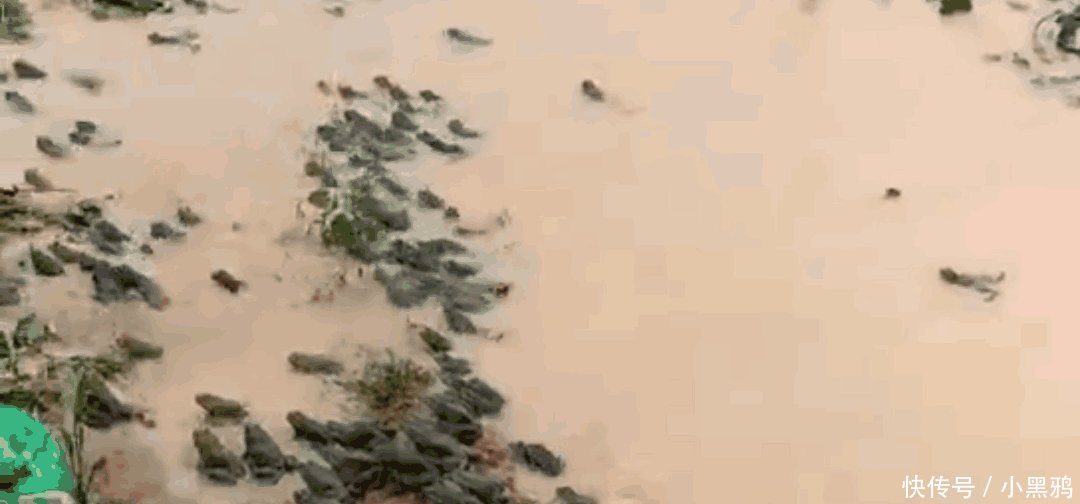 广东某地一河流出现大量青蛙