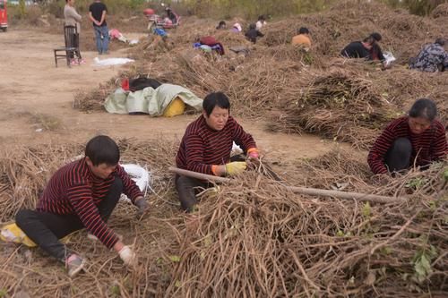  【远销】农村有种植物曾远销全国各地，今烂市无人问津，种植户