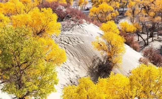 大美新疆，上眼胡杨