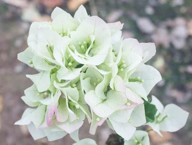  『光照』这几种花，俗称“晒不死”，放太阳底下不用管，越晒开花越多！
