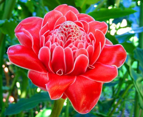  『小花』喜欢在家养花，就养这几朵小花，花开媲美玫瑰，花型独特又美观