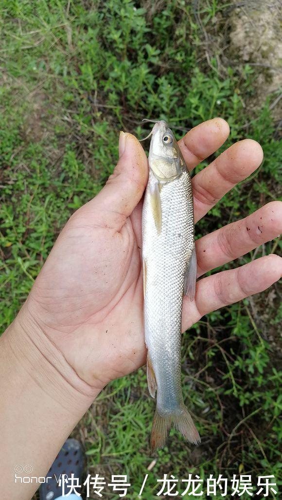 “短头鱼”大面积入侵暴雨过后，湘江出现大量奇特怪鱼