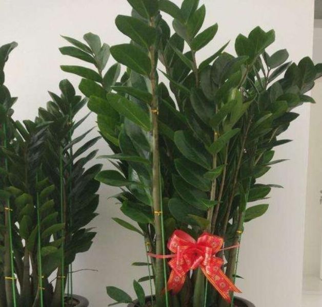  「室内空气」此花，是室内观叶植物，有净化室内空气之用。