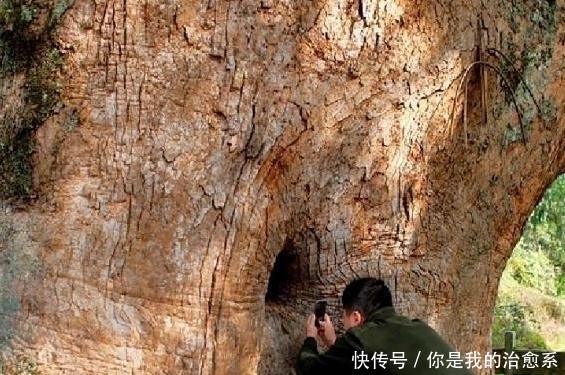 奇观！福建一棵千年古树内藏着一尊佛像，来历不明吸引无数游客