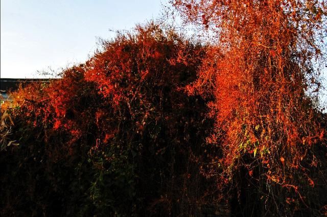 湖岛古村世外桃源