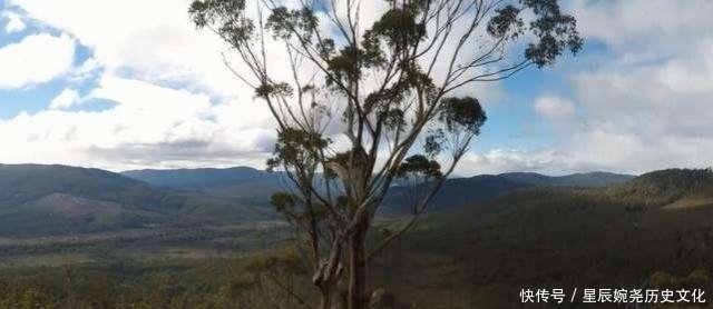  树木@全球最高的树一年长60米，最高超过50层楼，但中国禁止种植