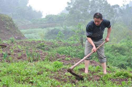 地里这种野草，农民都把拔掉喂牲口，但它的价值却让人大跌眼镜
