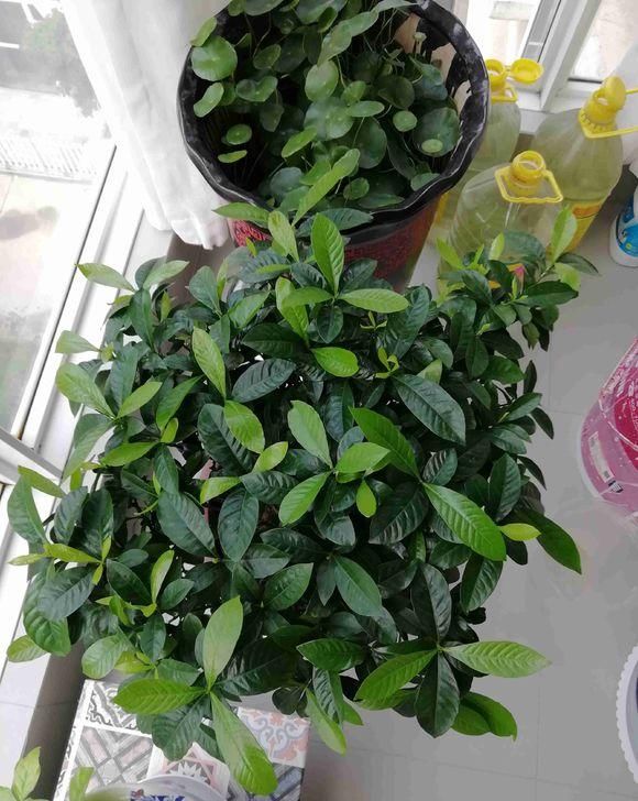  [栀子花]栀子养护小常识，栀子花喜欢湿润，搭配酸性土，栀子长的旺