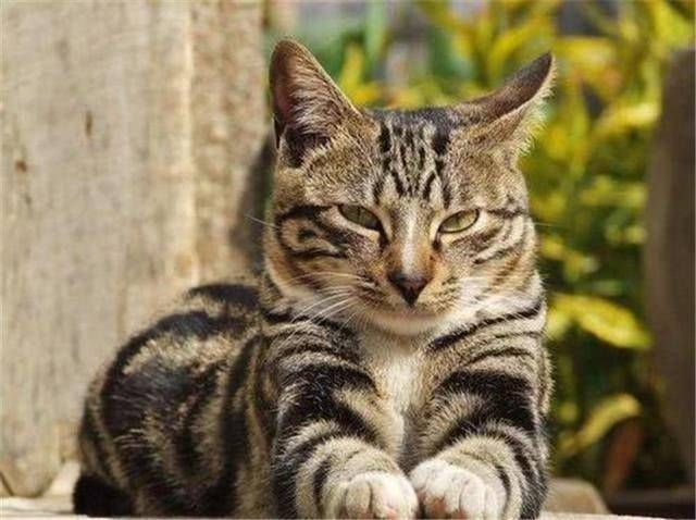 『 些谣言』因主人误信谣言，猫咪：我们不会染上新冠肺炎，狸花猫一家被抛弃