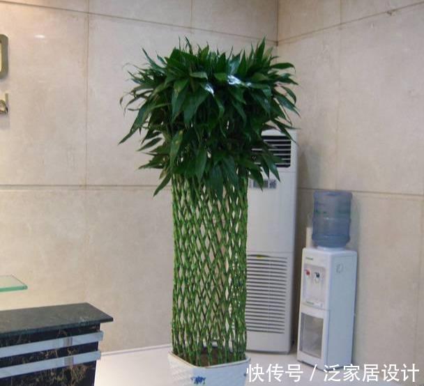 『兴旺』客厅一盆镇宅花,美化家居,旺家宅,越养越兴旺
