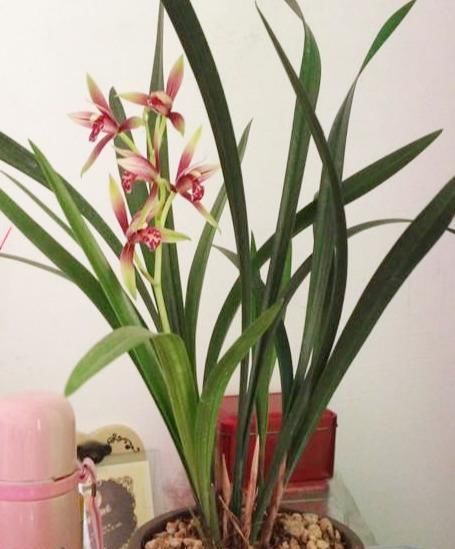  「品种」曾一苗难得的兰花，现在普草价，花色鲜艳，香味扑鼻，性价比极高