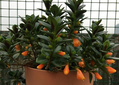  扦插繁殖■金鱼吊兰什么时候扦插易冒小白根存活？养花达人说一年四季都可以