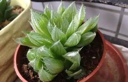  「玉露」水晶掌（宝草、玉露）的养护介绍