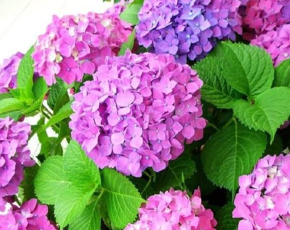 小院@养花不如养盆纱织小姐，开花繁花似锦，花姿妖艳，小院爆成花海