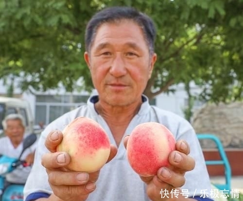  「任大叔」农民大叔种果树30年，曾一亩地亏1700元，农村大集找