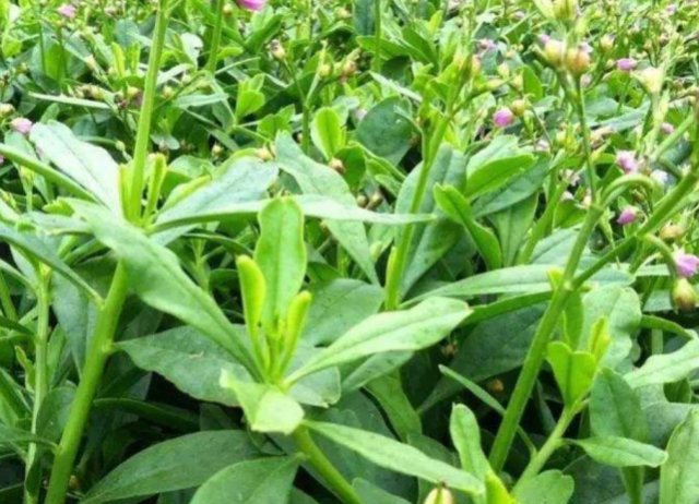  「人参菜」原本是外来入侵植物，却被人们吃到要种植，还以“人