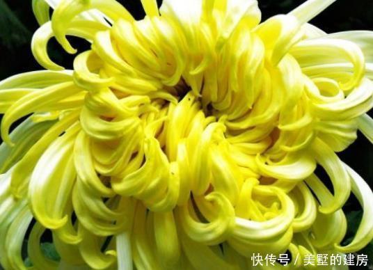 喜欢■新手养花，不如养盆花中精品“嫩竹玉笋”，风姿如画，清新脱俗
